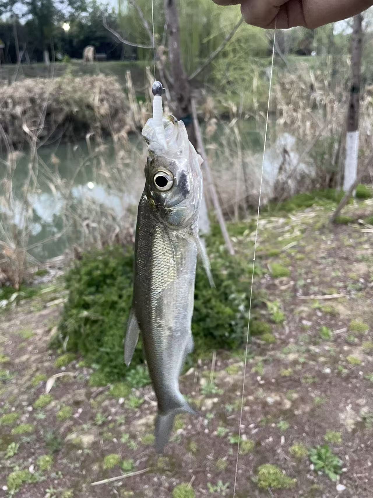 最近城市河道上的小翘嘴