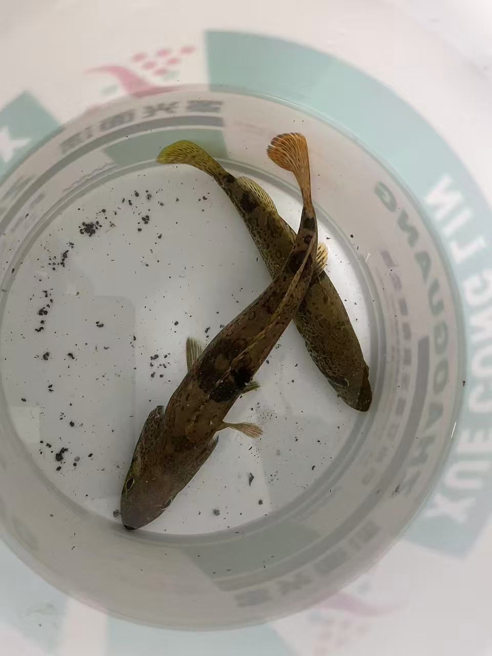 去年的一些斑鳜